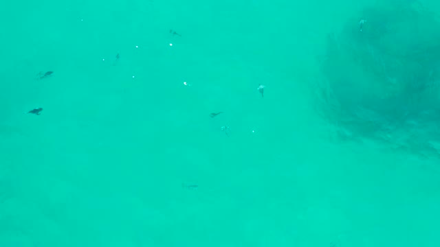 SAN JOSE DEL CABO BCS MEXICO-2020: Small Fish Swimming in Clear Turquoise Water