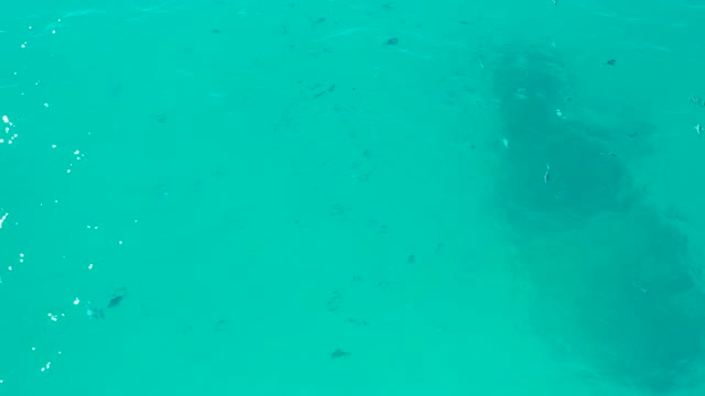 SAN JOSE DEL CABO BCS MEXICO-2020: Small Fish Swimming Near Submerged Structure in Clear Water