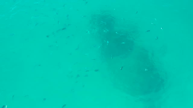 SAN JOSE DEL CABO BCS MEXICO-2020: Fish Swimming in Clear Turquoise Shallow Ocean Water
