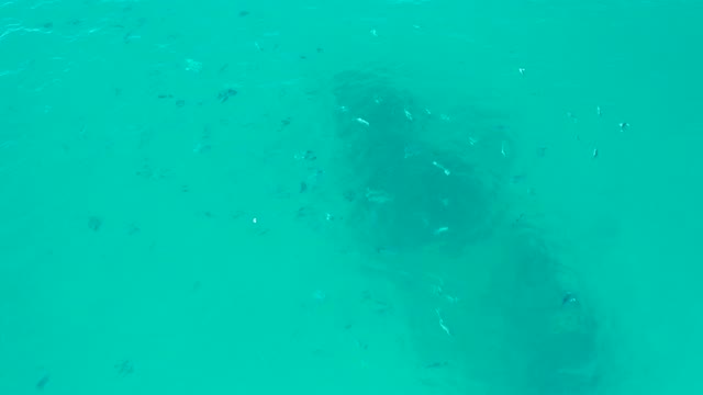 SAN JOSE DEL CABO BCS MEXICO-2020: Small Fish Swimming Around Submerged Structure in Clear Water