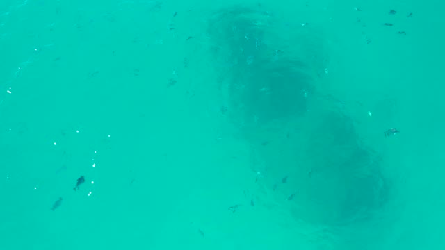 SAN JOSE DEL CABO BCS MEXICO-2020: Underwater Shipwreck with Swimming Small Fish