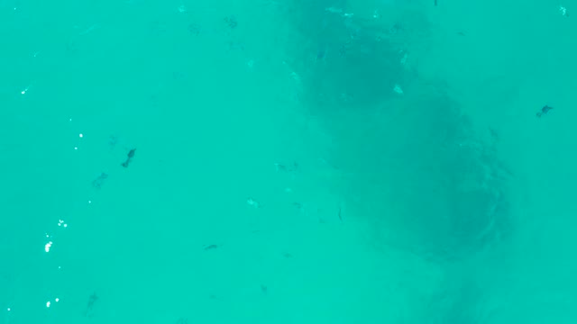 SAN JOSE DEL CABO BCS MEXICO-2020: Sea Turtle Swimming in Turquoise Ocean Water