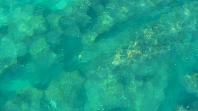 SAN JOSE DEL CABO BCS MEXICO-2020: Small Fish Swimming Over Rocky Seabed in Clear Water