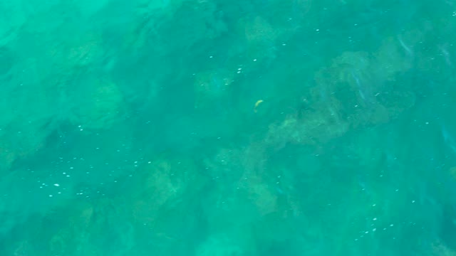 SAN JOSE DEL CABO BCS MEXICO-2020: Small Yellow Fish Swimming in Clear Turquoise Water