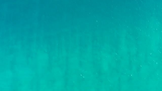 SAN JOSE DEL CABO BCS MEXICO-2020: Underwater View of Clear Turquoise Water with Kelp and Floating Particles