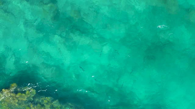 EAST CAPE BCS MEXICO-2020: Small Fish Swimming in Clear Turquoise Water