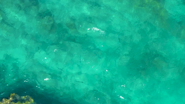 EAST CAPE BCS MEXICO-2020: Fish Swimming in Clear Turquoise Shallow Water