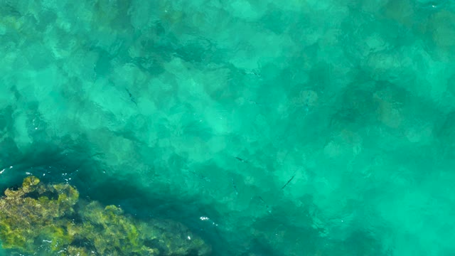 EAST CAPE BCS MEXICO-2020: Fish Swimming in Clear Turquoise Ocean Water