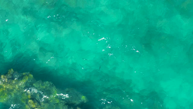 EAST CAPE BCS MEXICO-2020: Fish Swimming in Crystal-Clear Turquoise Water