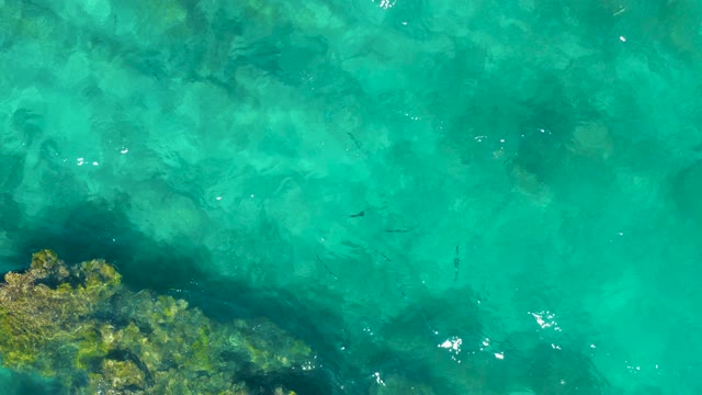 EAST CAPE BCS MEXICO-2020: Small Fish Swimming in Clear Turquoise Water
