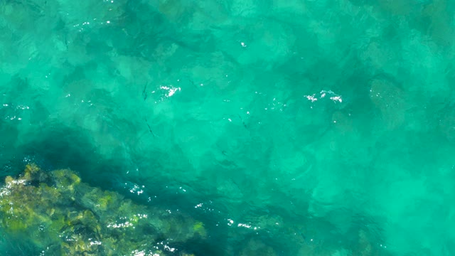 EAST CAPE BCS MEXICO-2020: Fish Swimming in Crystal Clear Turquoise Water