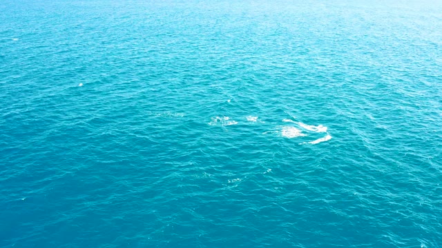 EAST CAPE BCS MEXICO-2020: Dolphins Swimming in Turquoise Ocean