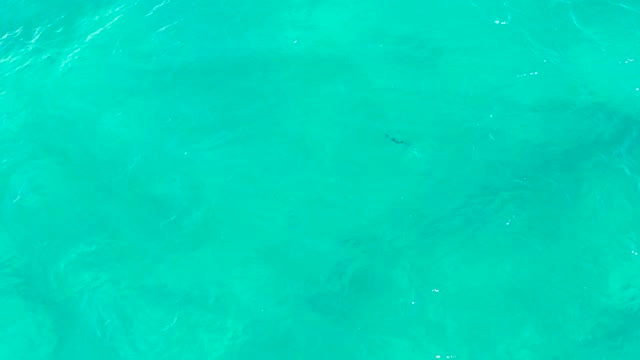 EAST CAPE BCS MEXICO-2020: Small Fish Swimming in Clear Turquoise Water