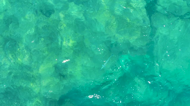 EAST CAPE BCS MEXICO-2020: Swimmer Moving Through Clear Turquoise Water