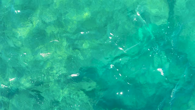 Small Fish Swimming in Clear Turquoise Water