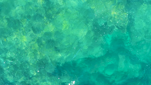 Small Fish Swimming in Clear Turquoise Water