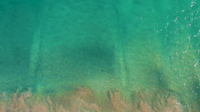 SAN JOSE DEL CABO BCS MEXICO-2020: Marine Life Swimming in Clear Shallow Water