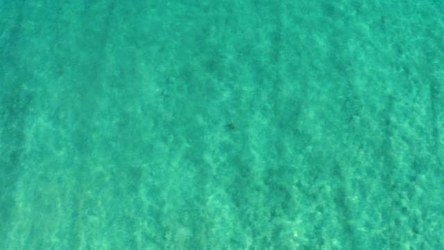 SAN JOSE DEL CABO BCS MEXICO-2020: Small Fish Swimming in Clear Turquoise Water