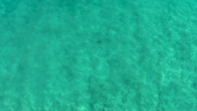 SAN JOSE DEL CABO BCS MEXICO-2020: Small Fish Swimming in Clear Turquoise Water