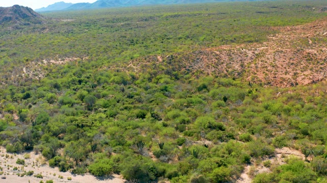 CABO PULMO BCS MEXICO-2020: Semi-arid Landscape with Green Shrubs and Distant Mountains