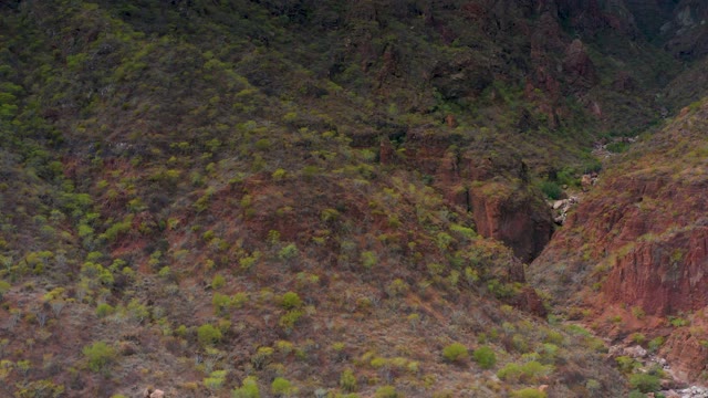 PUERTO ESCONDIDO BCS MEXICO-2020: Small Animal Moving Across Mountain Slope near River