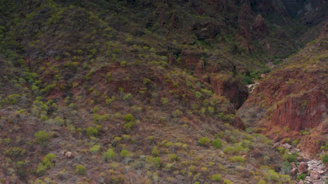 PUERTO ESCONDIDO BCS MEXICO-2020: A Sheep Moving Across a Mountain Slope