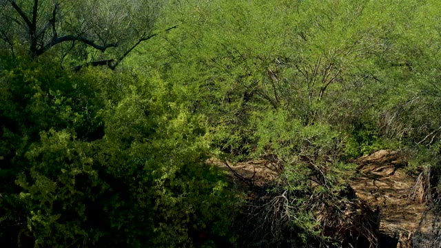SAN JAVIER BCS MEXICO-2020: Wind-Blown Forest Foliage and Fallen Log