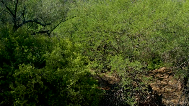 SAN JAVIER BCS MEXICO-2020: Dense Forest with Green Foliage and Rocky Terrain