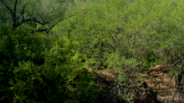 SAN JAVIER BCS MEXICO-2020: Dense Forest Foliage Swaying in the Wind
