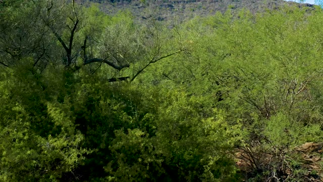 SAN JAVIER BCS MEXICO-2020: Lush Green Bushes and Distant Mountain Range