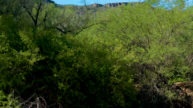 SAN JAVIER BCS MEXICO-2020: Vehicle Moving Through Arid Vegetation