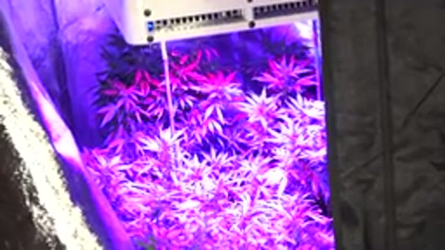 WESTMINSTER COLORADO-2015: Marijuana Plants Growing Under A Grow Lamp