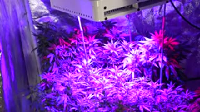WESTMINSTER COLORADO-2015: Plants Possibly Marijuana In A Greenhouse