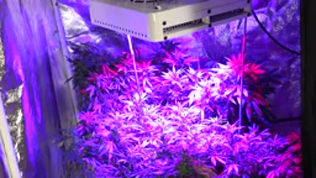 WESTMINSTER COLORADO-2015: An Indoor Plant Propagation With Purple Lighting