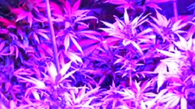 WESTMINSTER COLORADO-2015: Leaves Moving With The Touch Of Slight Breeze