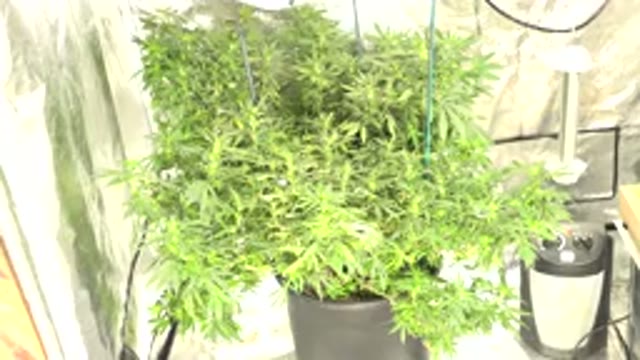 WESTMINSTER COLORADO-2015: A Greenhouse With Planting Of Several Large Green Plants
