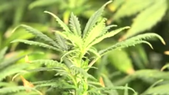 WESTMINSTER COLORADO-2015: An Outdoor Green Plant in Sunlight