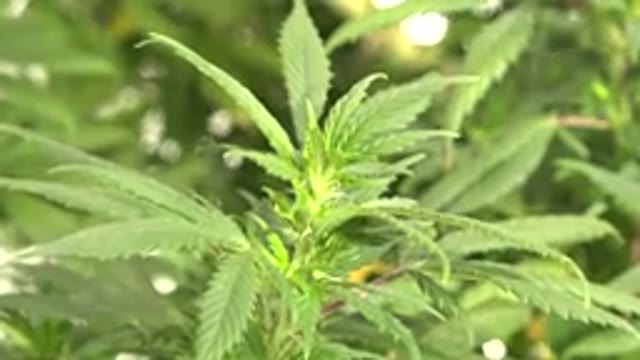 WESTMINSTER COLORADO-2015: A Live Cannabis Plant Growing Under a Light in a Room