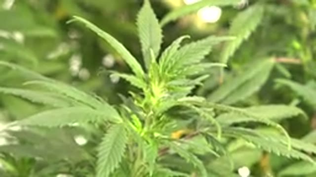 WESTMINSTER COLORADO-2015: Green Leaves Planted Outdoors