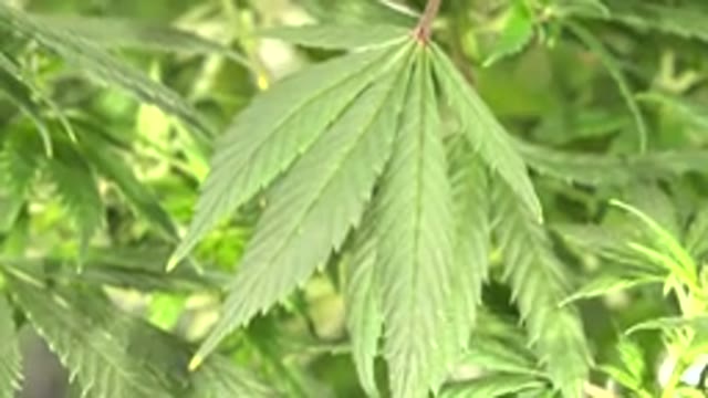 WESTMINSTER COLORADO-2015: A Green Three Prong Leaf On A Tree Waving In The Wind
