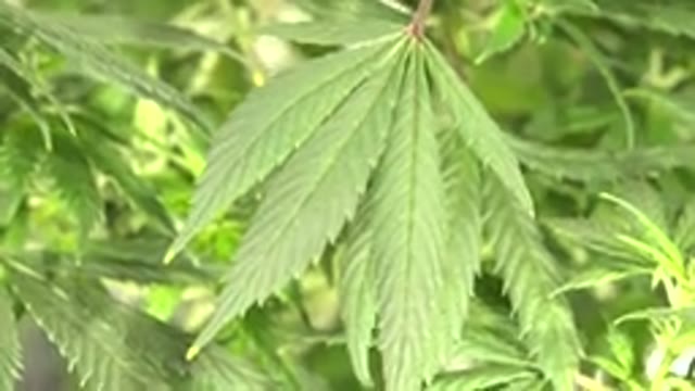 WESTMINSTER COLORADO-2015: Close Up Green Leaves On A Clear Day