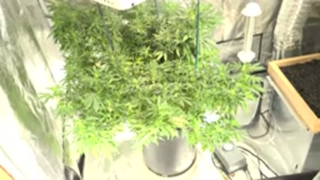 WESTMINSTER COLORADO-2015: Growing Plants Indoors in Portable Greenhouse