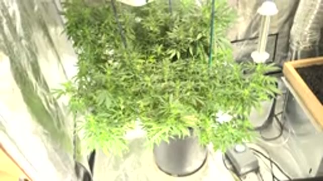 WESTMINSTER COLORADO-2015: Indoor Plantation Can Clear The Air In A Best Way