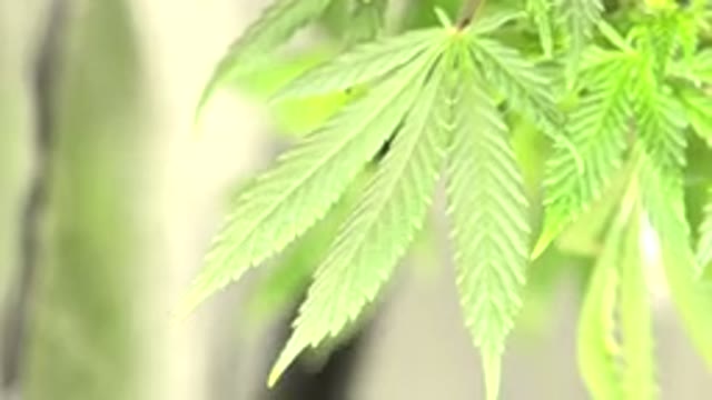 WESTMINSTER COLORADO-2015: Marijuana Growing In A Beautiful Environment