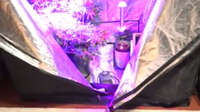 WESTMINSTER COLORADO-2015: Marijuana Plantation With Artificial Light
