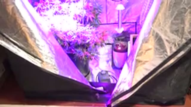 WESTMINSTER COLORADO-2015: Plants Kept In An Enclosed Chamber With Artificial Light