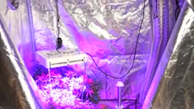 WESTMINSTER COLORADO-2015: A Marijuana Greenhouse With Violet Light Around The