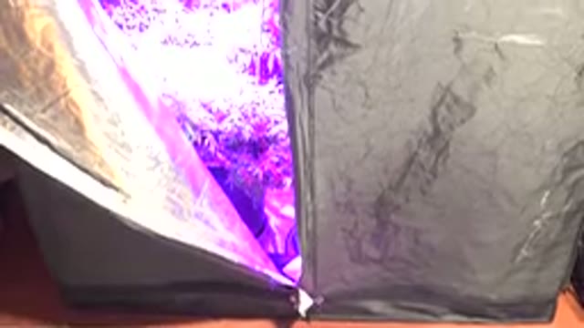 WESTMINSTER COLORADO-2015: Plants Kept In An Enclosed Chamber With Artificial Light