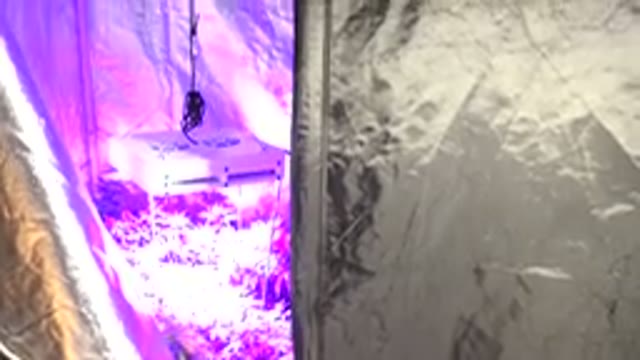 WESTMINSTER COLORADO-2015: Inside A Garden With Purple Lighting