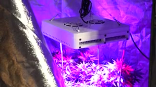WESTMINSTER COLORADO-2015: Marijuana Cultivation With Artificial Light In The